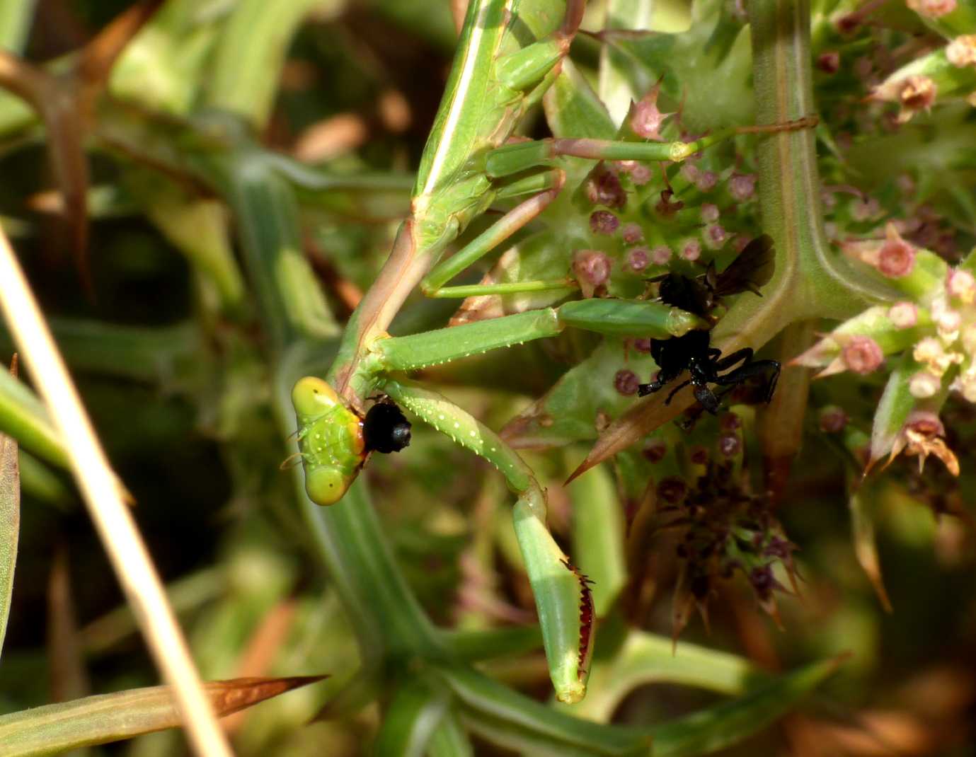 Iris oratoria a caccia di imenotteri